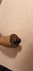 Vintage Cow Horn Blackpowder Horn W cup Horn Stopper - Wooden End