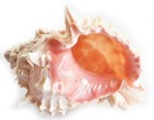 Set Of 2 Pink Murex Shells 3 1 2- 4   Beach Wedding Crafts Decor Hermit