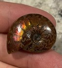 Amazing Iridescent Ammonite Fossil From Madagascar