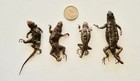Lot Of 4 Real Fence Lizards Dried