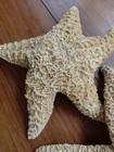 2 Large Genuine Knobby Starfish Seashells   12  X 2 5   And 10  X 2 5  
