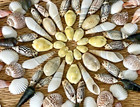 100  Piece Medley Of Beautiful Small Sea Shells - 5 8  To 1-3 4  Tall