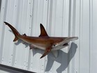 48  Hammerhead Shark Two Sided Mount Replica - Quick Production