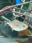 1 Live Black Piranha  serrasalmus Rhombeus  At 1 5   free 2-day Fedex Shipping 