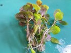 Ludwigia Ovalis  extra   No Snail  No Algae  Live Aquarium Plants