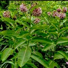 Milkweed Seeds 50