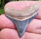Posterior Bone Valley Megalodon Shark Tooth Fossil