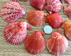 Beautiful Raspberry Red To Orange Nobilis Sea Shells - Crafting