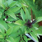 Licorice Basil Herb Seeds  Thai Basil  Non-gmo  Variety Sizes  Free Shipping