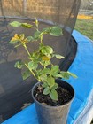        Keira Shrub Rose  Own Root - 1 Gallon Plant-presale-ship Oct30