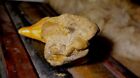 Bird Skull Fossil In Stone Matrix Dinosaur Fossil
