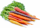 300 Rainbow Carrot Seeds   Heirloomseedguy   2026   Non-gmo