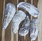 15 Narrow Oyster Shells Cup Side 7    To 9    Bulk Clean No Smell Art Crafts Dish