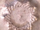 Antique Burmese Thai Silver Dancers   Floral Repousse Bowl- 80 Gr - 4 inches Wid