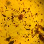 Harvestman Opilionidi In Burmese   Burmite Amber Fossil   100  Genuine Amber