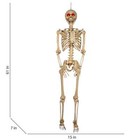 5 5  Halloween Poseable Human Size Led Lighted Skeleton Haunted Party Prop Decor