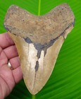 5   5 8  Megalodon Tooth Real  Fossil W  Display Stand - No Restorations