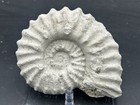 Superb 5 5    Prepd Cretaceous Dinosaur Age Texas Fossil Ammonite  Mortoniceras Sp