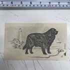 Original Paper Drawing Sketch Art Artwork Etching Puppy Dog Junk Cafe Scrap Book