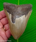 4 30   Megalodon Shark Tooth  Real Fossil North Carolina  Usa - No Restoration