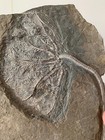 3270 Grams Of Fossils Of Crinoid From The Guanling Biota In Guizhou