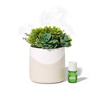 Lifelines Essential Oil Diffuser Aromatherapy - Faux Succulent Planter
