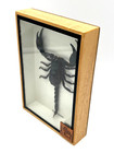Framed Black Giant Scorpion Palamnaersus In Box W glass Front