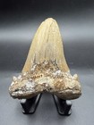 Angustidens Shark Tooth Fossil Authentic 3 68    South Carolina River Fossil 