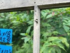 1 - 34 X 18 Vintage Basement Window Sash Rare Find 3 Pane Frame 1928