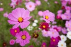 100 Gloria Cosmos Seeds   Sale Free Shipping Non Gmo