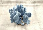 Blue Ridge Coral Cluster Heliopora Coerulea  1 Coral 5-6  Inches  Blue Coral