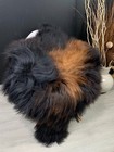 Brown Sheepskin Rug Pelt Genuine Sheepskin Real Soft Seat Throw