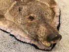 Vintage Collared Peccary Javelina Rug Taxidermy Mount Wild Boar Pelt With Head