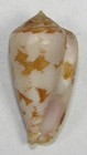 Conus Natalis Gilchristi 32 32mm Beautiful Rare Specimen Coffee Bay Transkei  Sa
