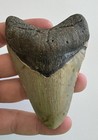 Megalodon Shark Teeth Fossil Lot  8  3 7    Real Meg Nc   Assorted Teeth No Repair