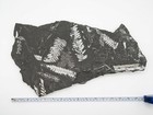 Fern Plant Fossil - Museum Quality Saint Clair Pennsylvania Pa Mine