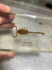 Vintage Specimen Scorpion Centruroides In Lucite Ward s 55w3100 Paper Weight