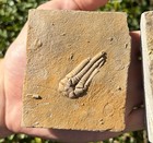 Nice Fossil Crinoids Lot Of 2 Cymbiocrinus Phanocrinus Alabama Bangor Limestone