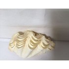 Vintage Fluted Giant Tridacna Clam Natural Decorative Sea Shell