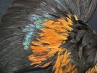 Red Brown Chicken Rooster Wings Craft Bird Fly Tying Feathers Taxidermy Material
