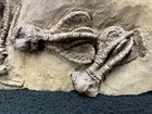 Super Fossil Crinoid Plate  Jimbacrinus Bostocki  Australia