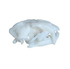 Dinictis Felina  Saber Cat Miniature Skull Replica 1 3 Scale Unpainted