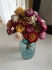 Beautiful Strawflowers Mix Assorted Bunch Bouquet Bundle Dried Flowers Usa Auc 2