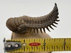 Fabulous Flying Crotalocephalus Trilobite Fossil Paleozoic Era Morocco