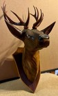 Antique German Black Forest Wood Carved Deer Head   Antlers