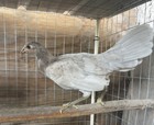 Pure Hennie   Pullet Hatching  eggs American Gamefowl   Poultry  Chicken