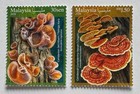 Malaysia 2026 Medicinal Mushrooms Set Of 2v   Ms Mnh