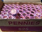 2021 D Penny Box Of 50 Uncirculated Rolls
