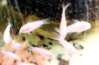 Six Albino Pygmaeus Cories  cuteness Overload  About 3 4  With Shipping Included