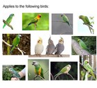 Adjustable Bird Harness With 80 Inch Leash  Outdoor Flying Training Rope Kit For